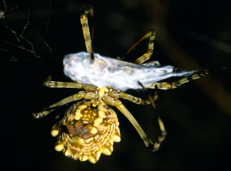 Argiope lobata